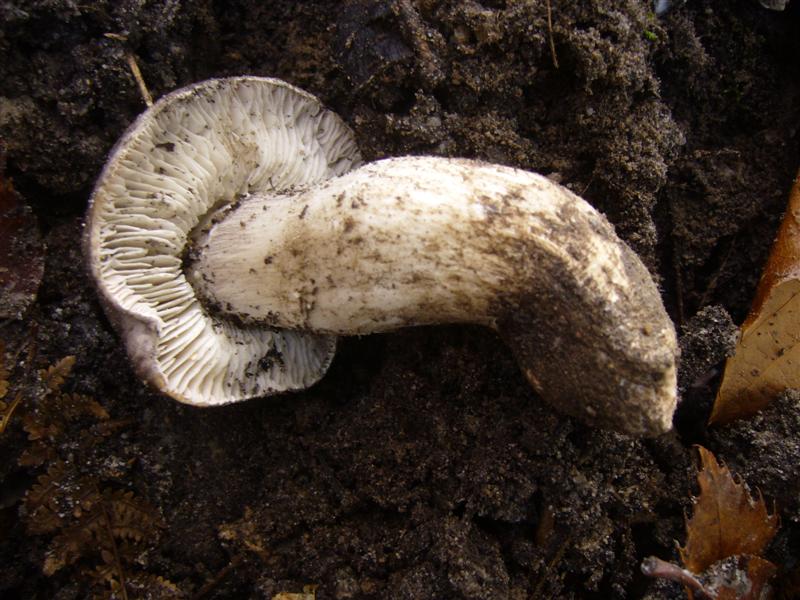 Tricholoma sp.